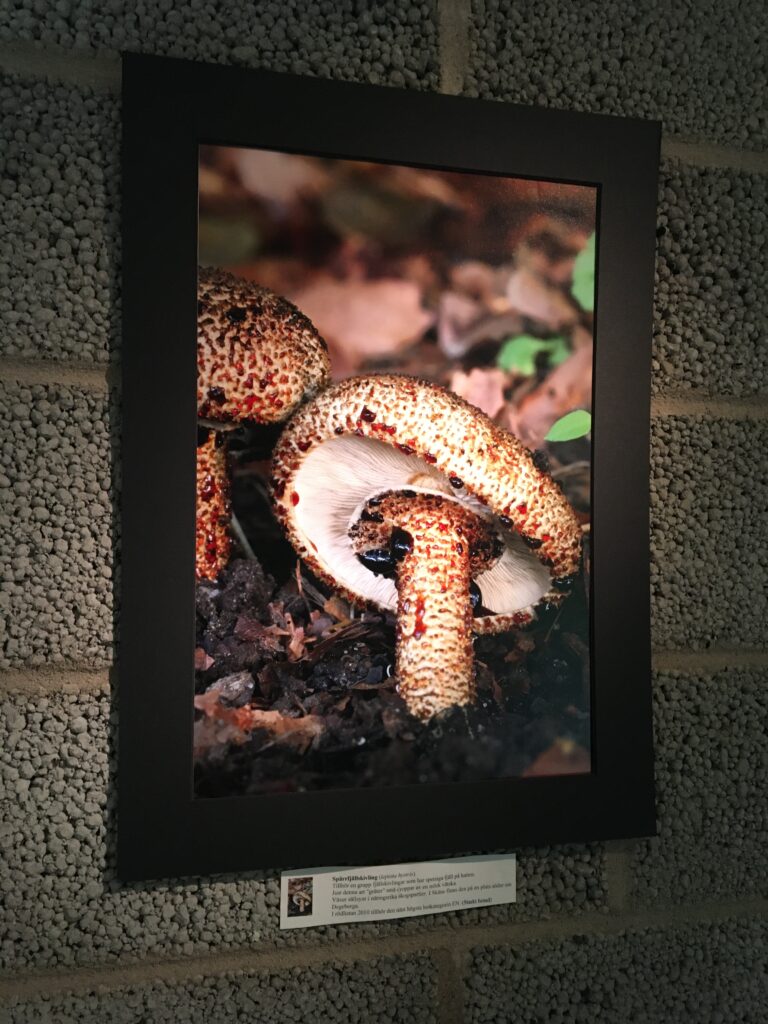Foto av svamp