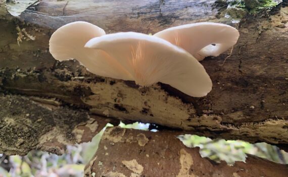 Blek ostronmussling Pleurotus pulmonarius