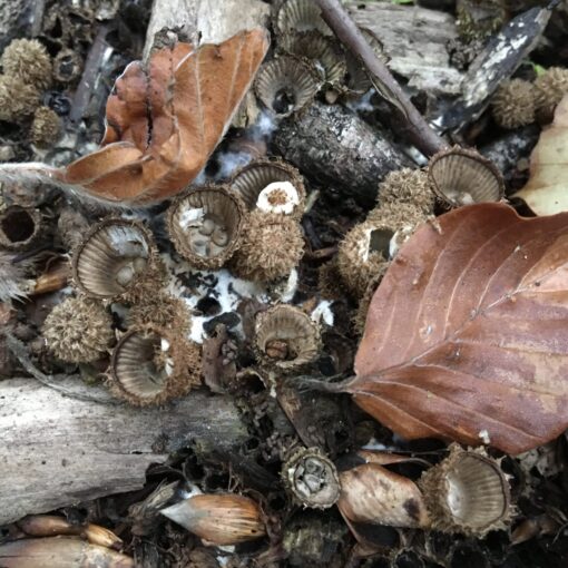 Strimmig brödkorgssvamp, Cyathus striatus