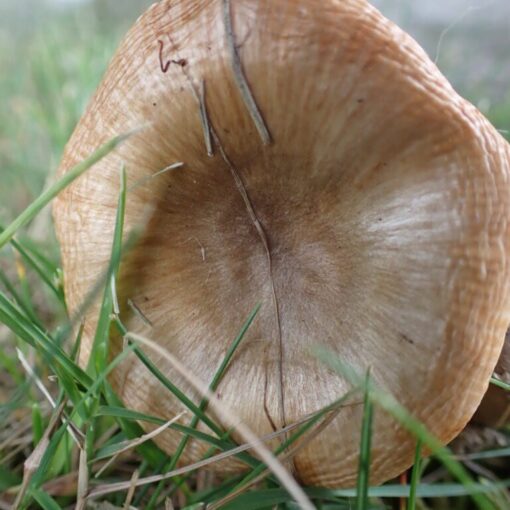 Mild kamkremla, Russula pectinatoides