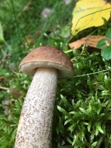 Björksopp, torkad karljohan/stensopp/björksopp pulver