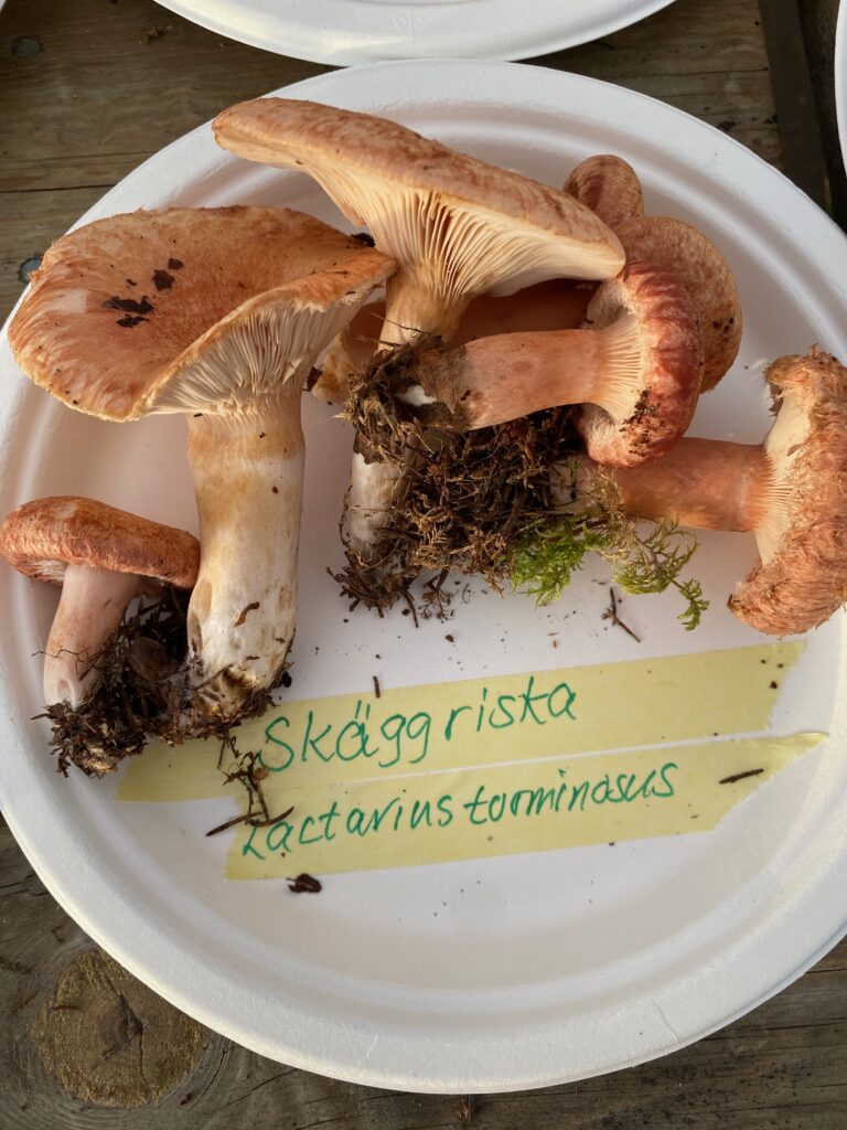 Skäggriska, Lactarius torminosus