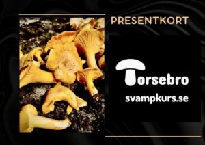 Svampkurs Skåne – lär dig plocka matsvamp 