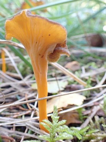 Rödgul trumpetsvamp från Skåne