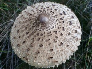 Stolt fjällskivling 30 g