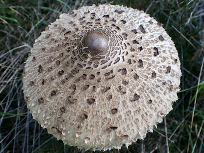 Stolt fjällskivling i butik