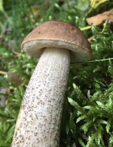Karljohan & björksopp svamppulver 30 g
