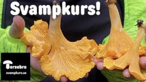 torsebro svamp svampkurs