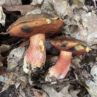 Blodsopp från Skåne