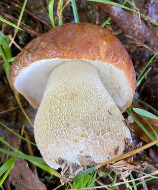 Finluden stensopp svamp i butik