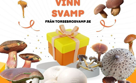 Tävling