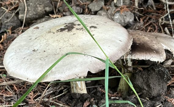 Champinjoner Agaricus