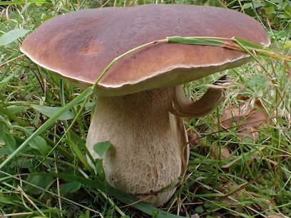 Karljohan svamp från Skåne