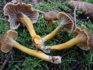 Trattkantarell torkad 5 g