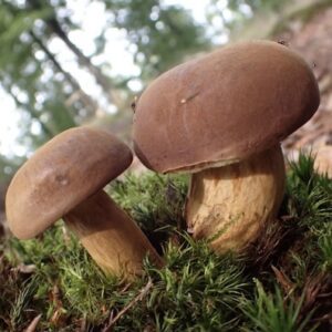 ge bort svampkurs presentkort