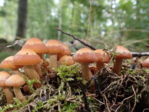 Föränderlig tofsskivling torkad 10 g