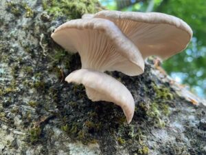 Ostronmussling torkad 10 g