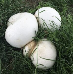 Jätteröksvamp torkad 30 g