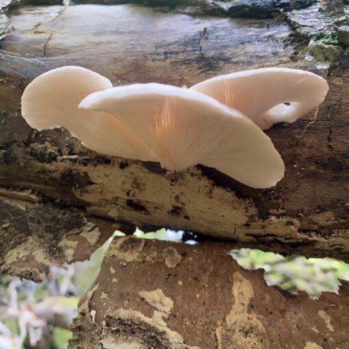 Blek ostronmussling Pleurotus pulmonarius