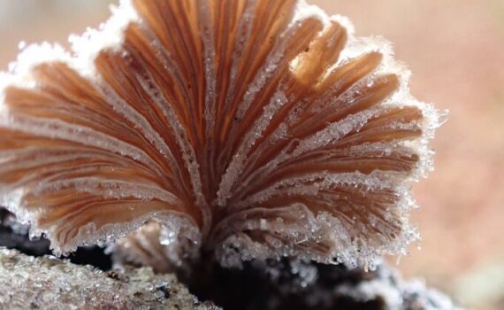 Schizophyllum commune
