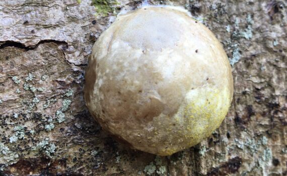 Sotägg Reticularia lycoperdon