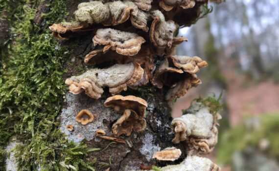 Stereum hirsutum, raggskinn