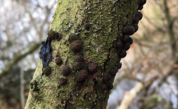 Hypoxylon fragiforme, bokdyna