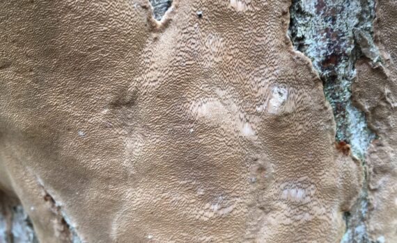 Phellinus punctatus, kuddticka