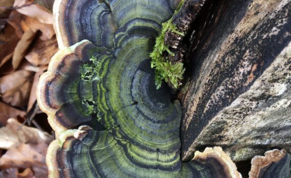 Trametes versicolor, sidenticka