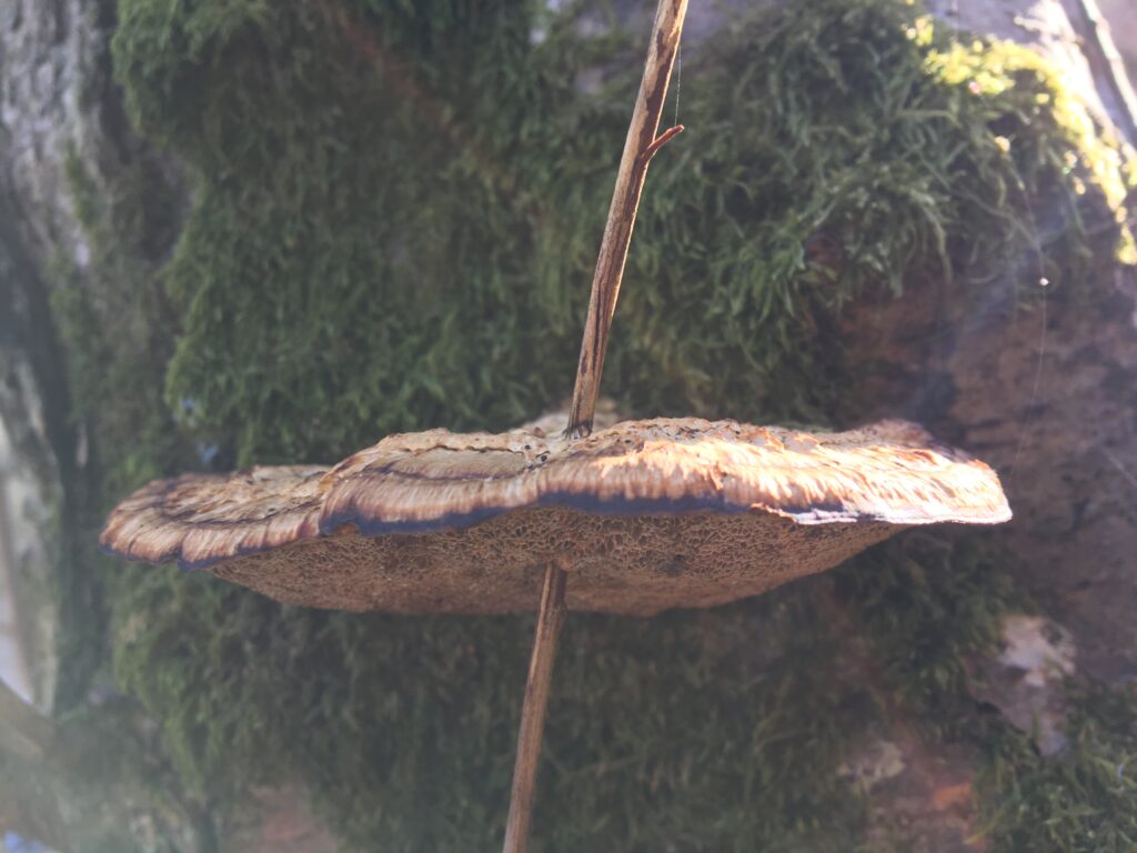 Daedaleopsis confragosa, tegelticka