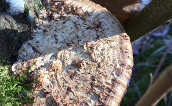 Daedaleopsis confragosa, tegelticka