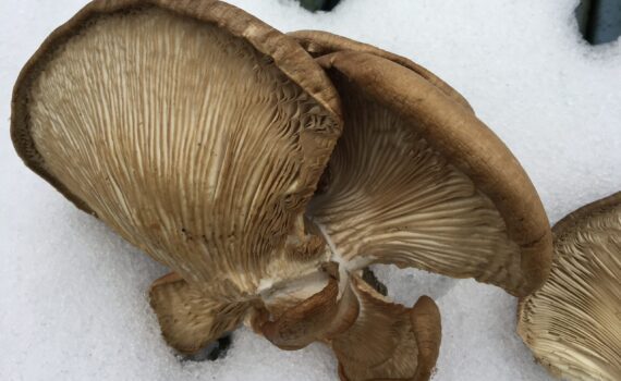 Ostronmussling Pleurotus ostreatus