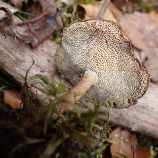 Lentinus brumalis, vinterticka