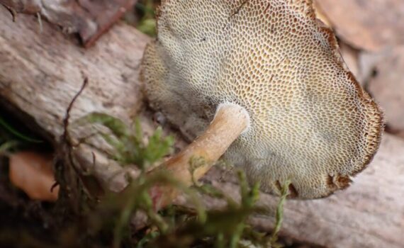 Lentinus brumalis, vinterticka