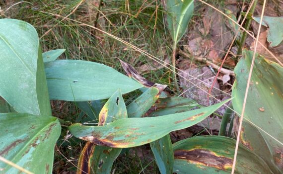 konvaljerost, Puccinia sessilis