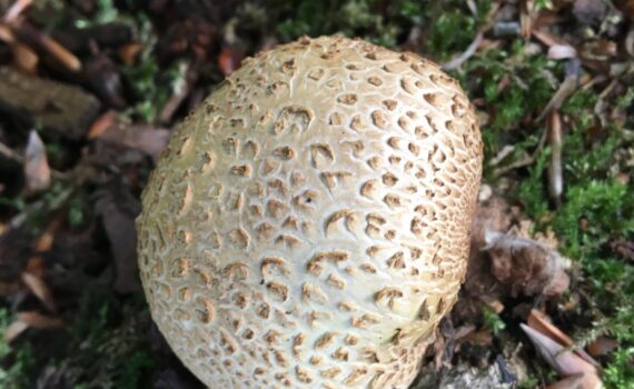 Gul rottryffel, Scleroderma citrinum