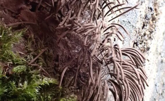 Stemonitis, stiftsvampar
