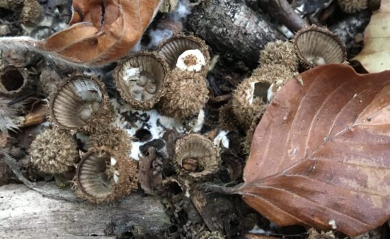 Strimmig brödkorgssvamp, Cyathus striatus