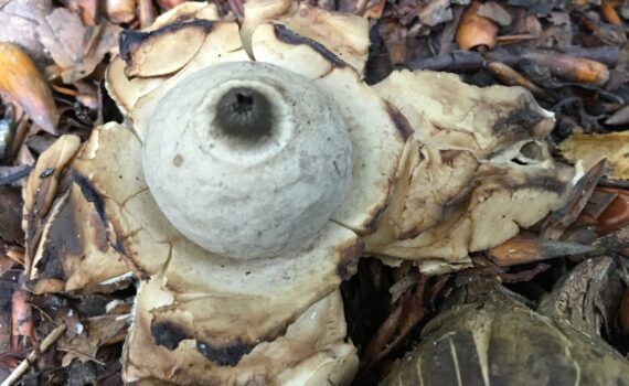 Geastrum michelianum, kragjordstjärna