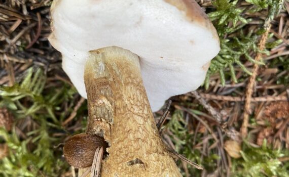 Tylopilus felleus, gallsopp