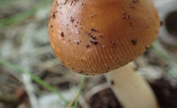 Brun kamskivling, Amanita fulva