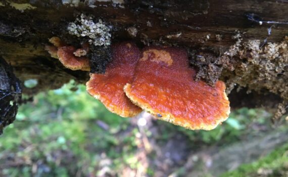 Brandticka, Pycnoporellus fulgens