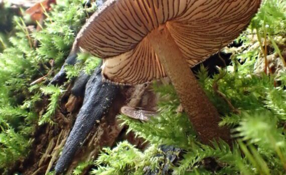 Pluteus umbrosus, borstskölding