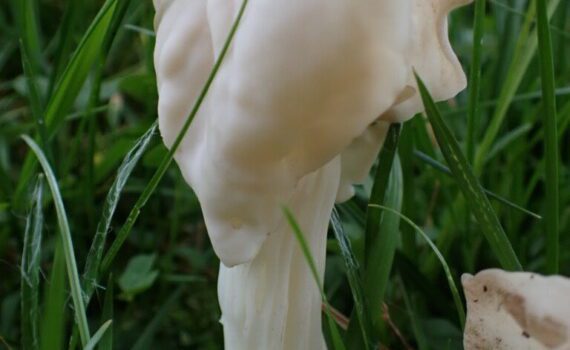 Helvella crispa, vit hattmurkla