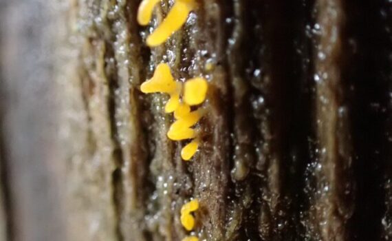Dvärggullhorn, Calocera furcata