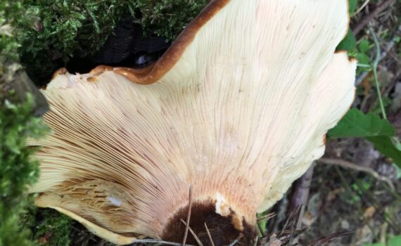 Sammetsfotad pluggskivling, Tapinella atrotomentosa
