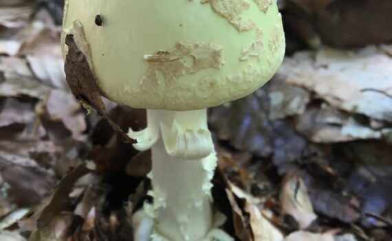 Amanita citrina, vitgul flugsvamp