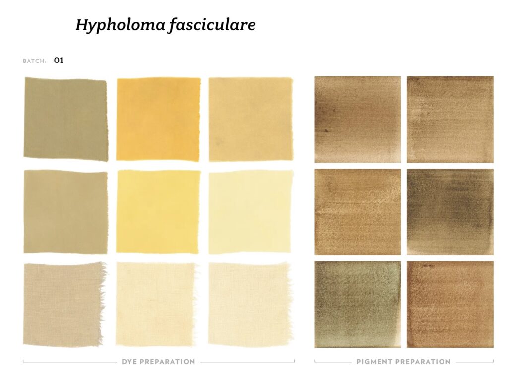 Svavelgul slöjskivling, Hypholoma fasciculare, färgprov Mushroom Color Atlas