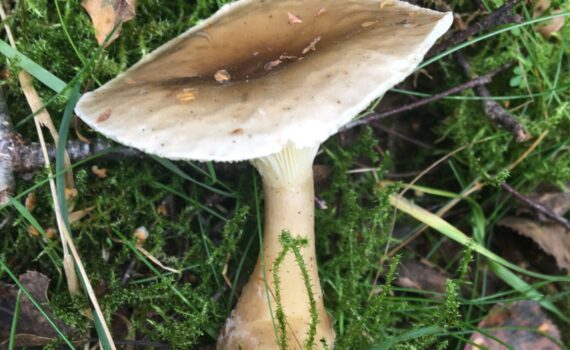 klubbtrattskivling, Ampulloclitocybe clavipes