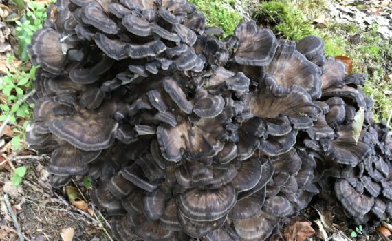 Korallticka, Grifola frondosa